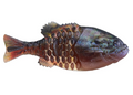 Powerbait Gilly Hd Warmouth 110Mm